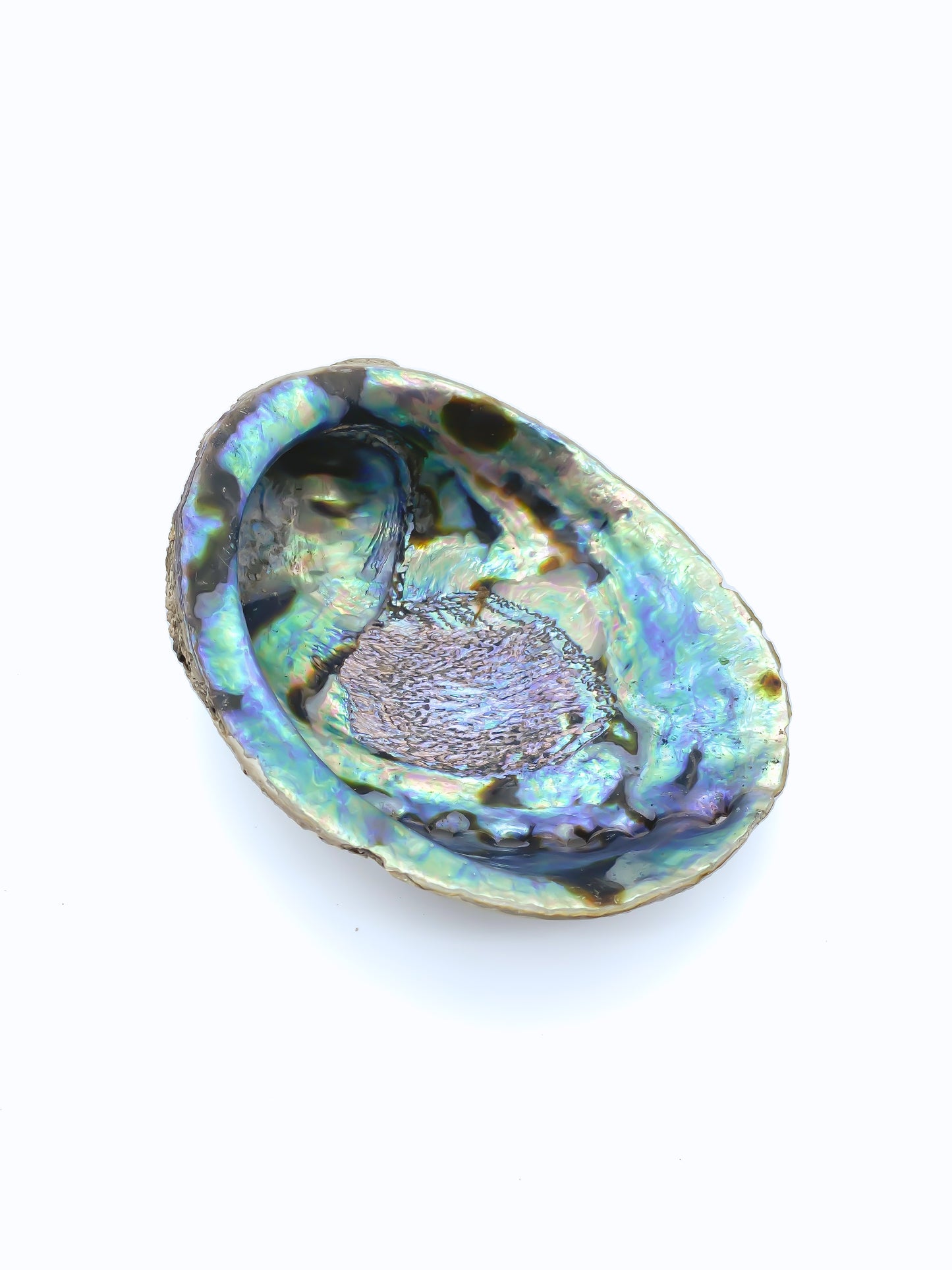 Abalone Smudging Shell 5-6"